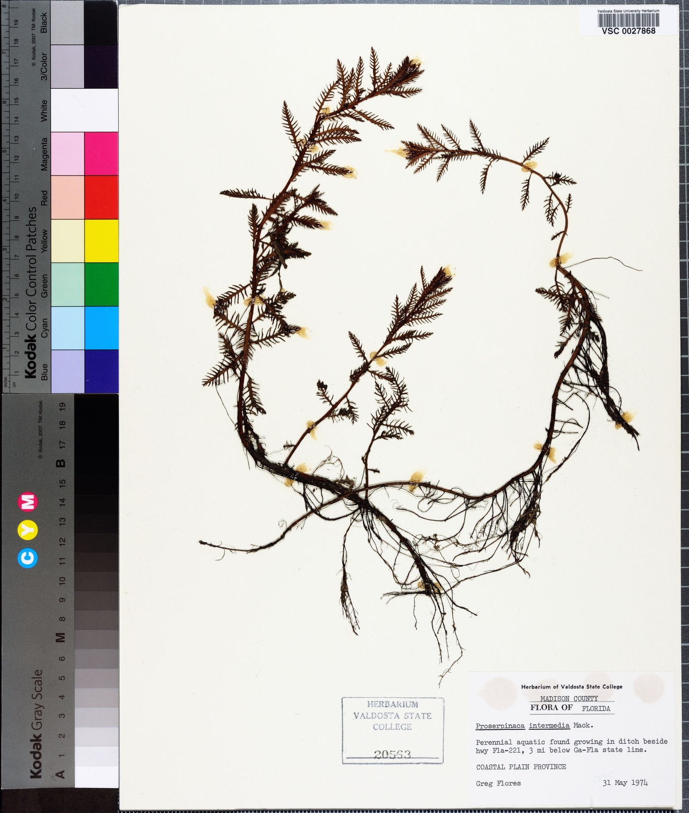 Proserpinaca intermedia image