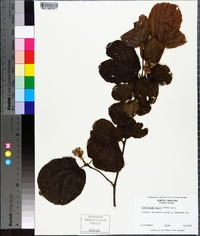 Fothergilla major image