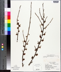 Hamamelis vernalis image