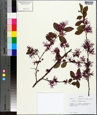 Loropetalum chinense image