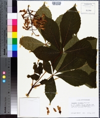 Aesculus flava image