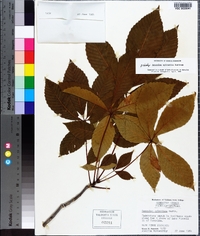 Aesculus sylvatica image