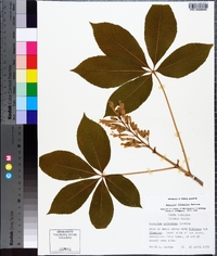 Aesculus sylvatica image