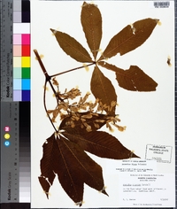 Aesculus flava image