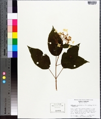 Hydrangea radiata image