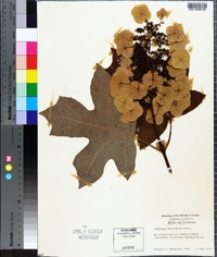 Hydrangea quercifolia image