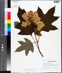 Hydrangea quercifolia image