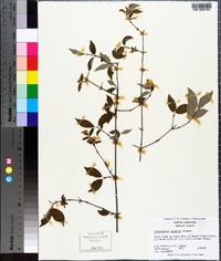 Philadelphus hirsutus image