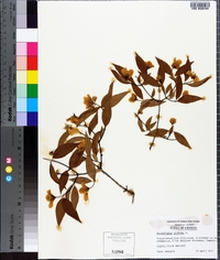 Philadelphus inodorus image