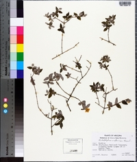 Philadelphus madrensis image