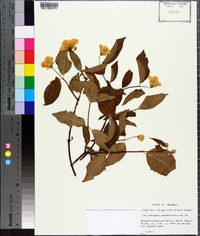 Philadelphus inodorus image