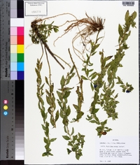 Hydrolea ovata image