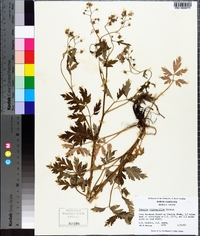 Phacelia bipinnatifida image