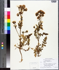 Phacelia crenulata image