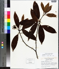 Illicium floridanum image