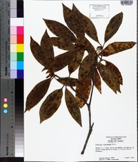 Illicium floridanum image