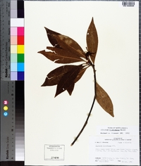 Illicium floridanum image