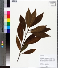 Illicium floridanum image