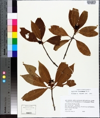 Illicium floridanum image