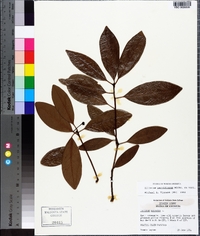 Illicium parviflorum image