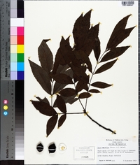 Carya aquatica image