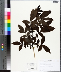 Carya aquatica image