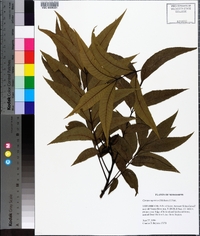 Carya aquatica image