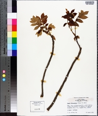 Carya illinoinensis image