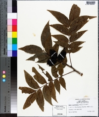 Carya illinoinensis image