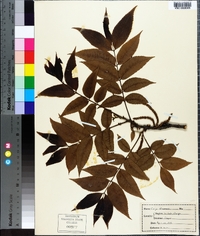 Carya illinoinensis image