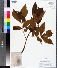 Carya myristiciformis image