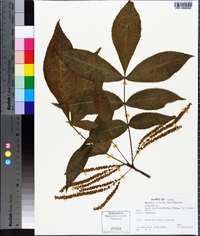 Carya myristiciformis image