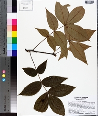Carya pallida image