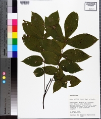 Carya pallida image