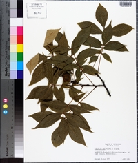 Carya pallida image