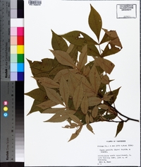 Carya pallida image