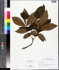 Carya texana image