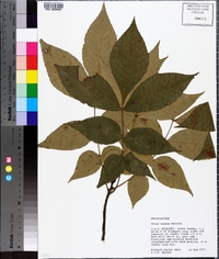 Carya texana image