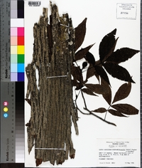 Carya carolinae-septentrionalis image