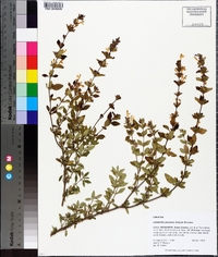 Clinopodium georgianum image