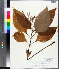 Collinsonia canadensis image