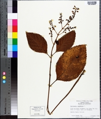 Collinsonia canadensis image