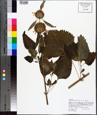 Leonotis nepetifolia image