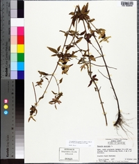 Monarda punctata image