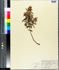 Monarda punctata image