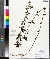 Pycnanthemum flexuosum image