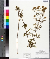 Pycnanthemum flexuosum image