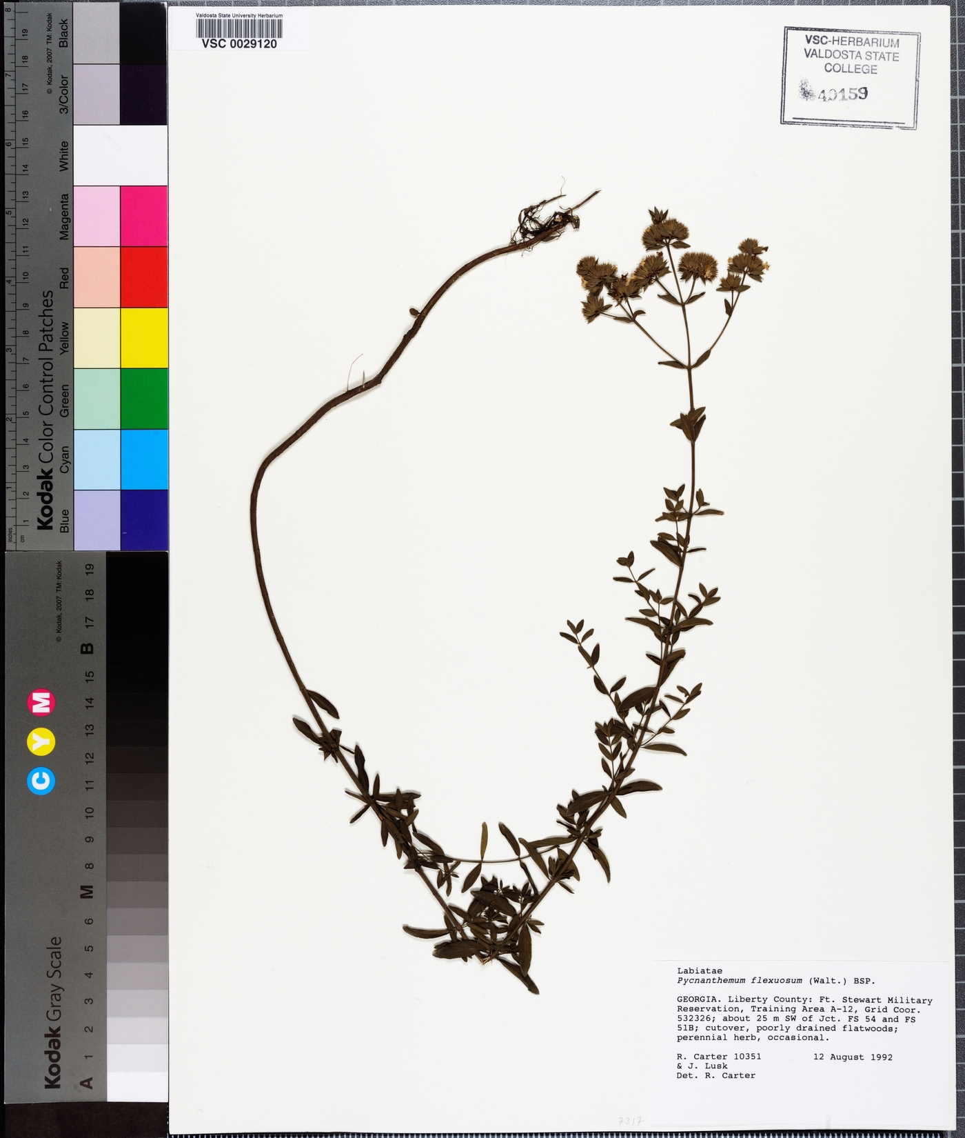 Pycnanthemum flexuosum image