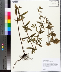 Pycnanthemum flexuosum image