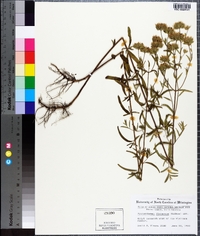 Pycnanthemum flexuosum image